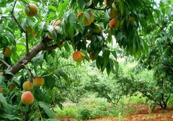 有机肥用于水果种植