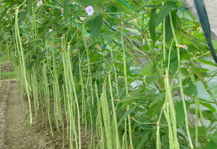 有机肥用于蔬菜种植