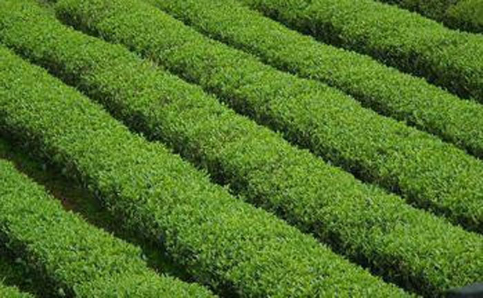 有机肥用于有机茶种植