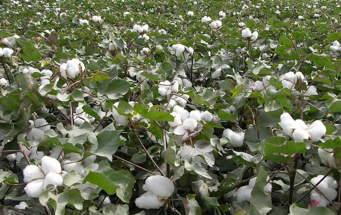 有机肥用于棉花种植
