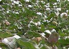 有机肥用于棉花种植